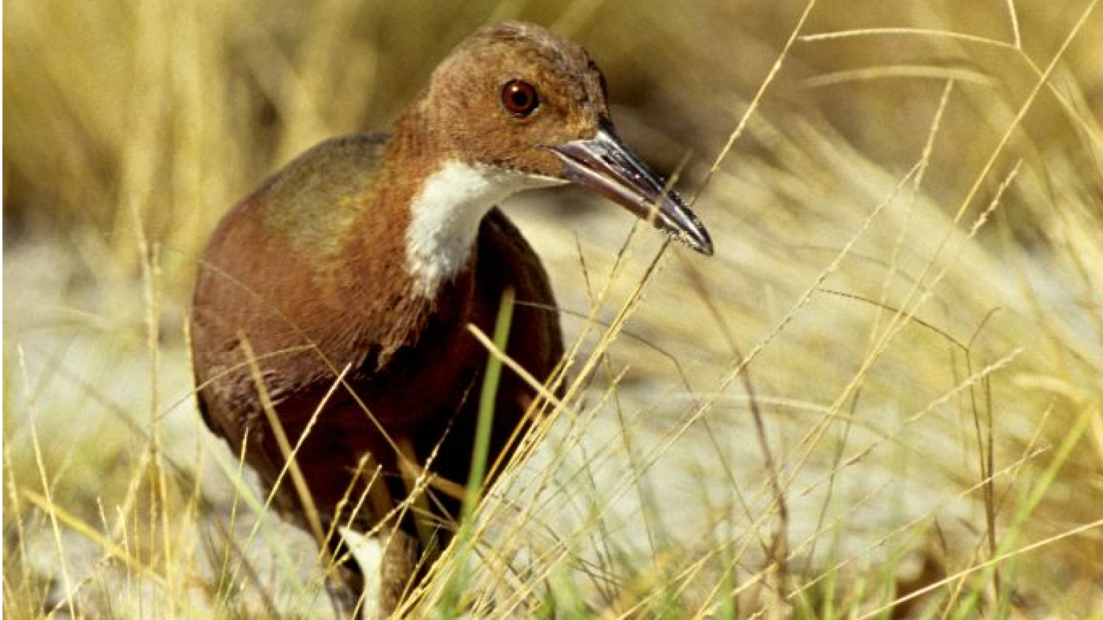 Aldabra rail: The bird that came back from the dead by evolving twice