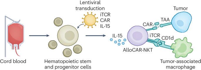 A milestone method to make natural killer T cells