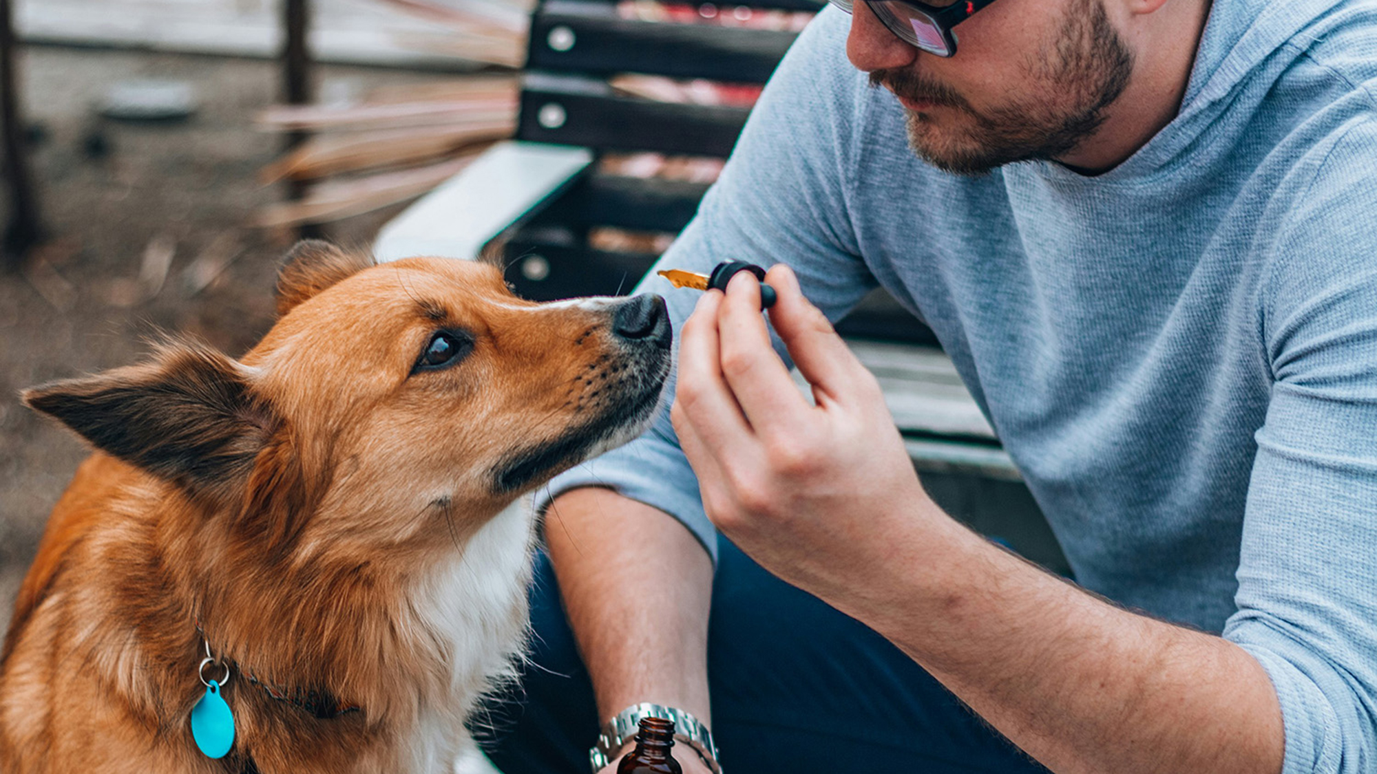 Fit for a dog? The latest science on CBD for pets