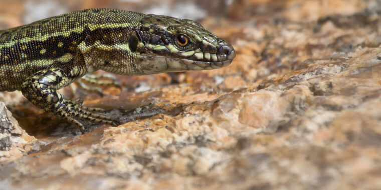 Lizard that Hulks out shows off its superhero genes