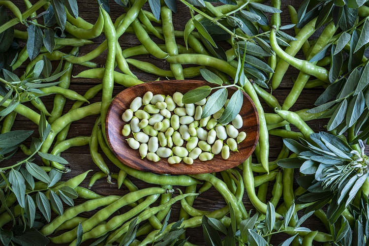 Can fava beans grow in Europe?