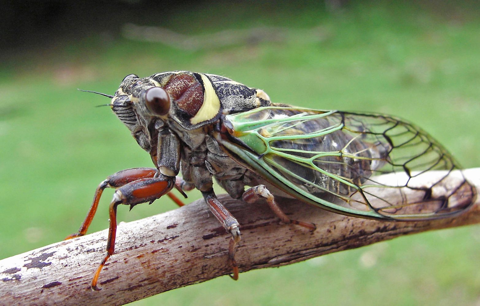 Hordes of zombie cicadas will emerge across the US this month