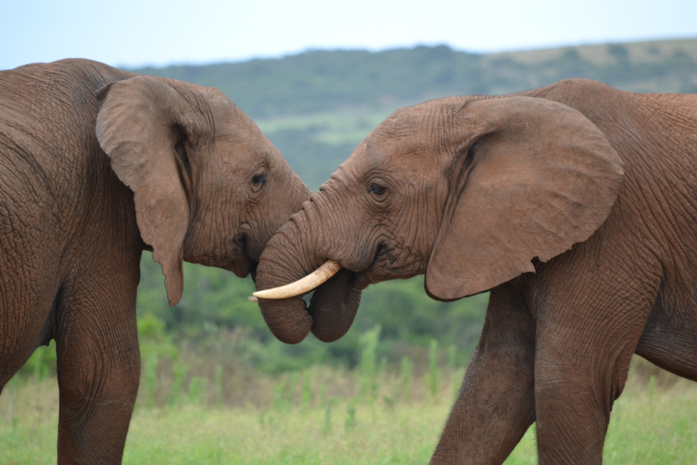 Elephant Greeting Ceremonies are More Complex Than They Look