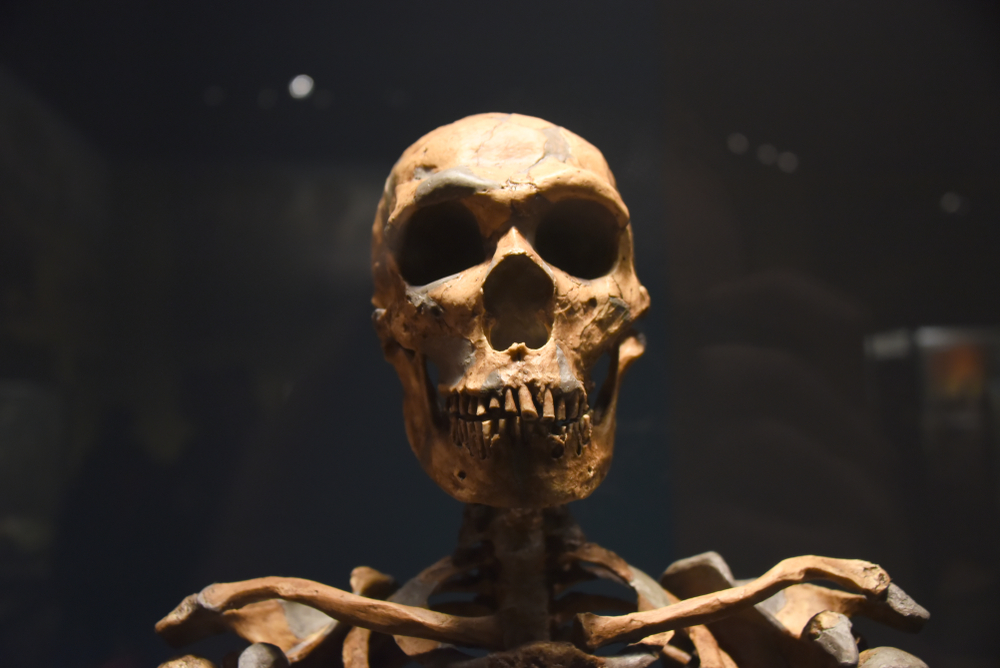 If Neanderthals Were Able to Speak, They May Have Had High-Pitched Voices