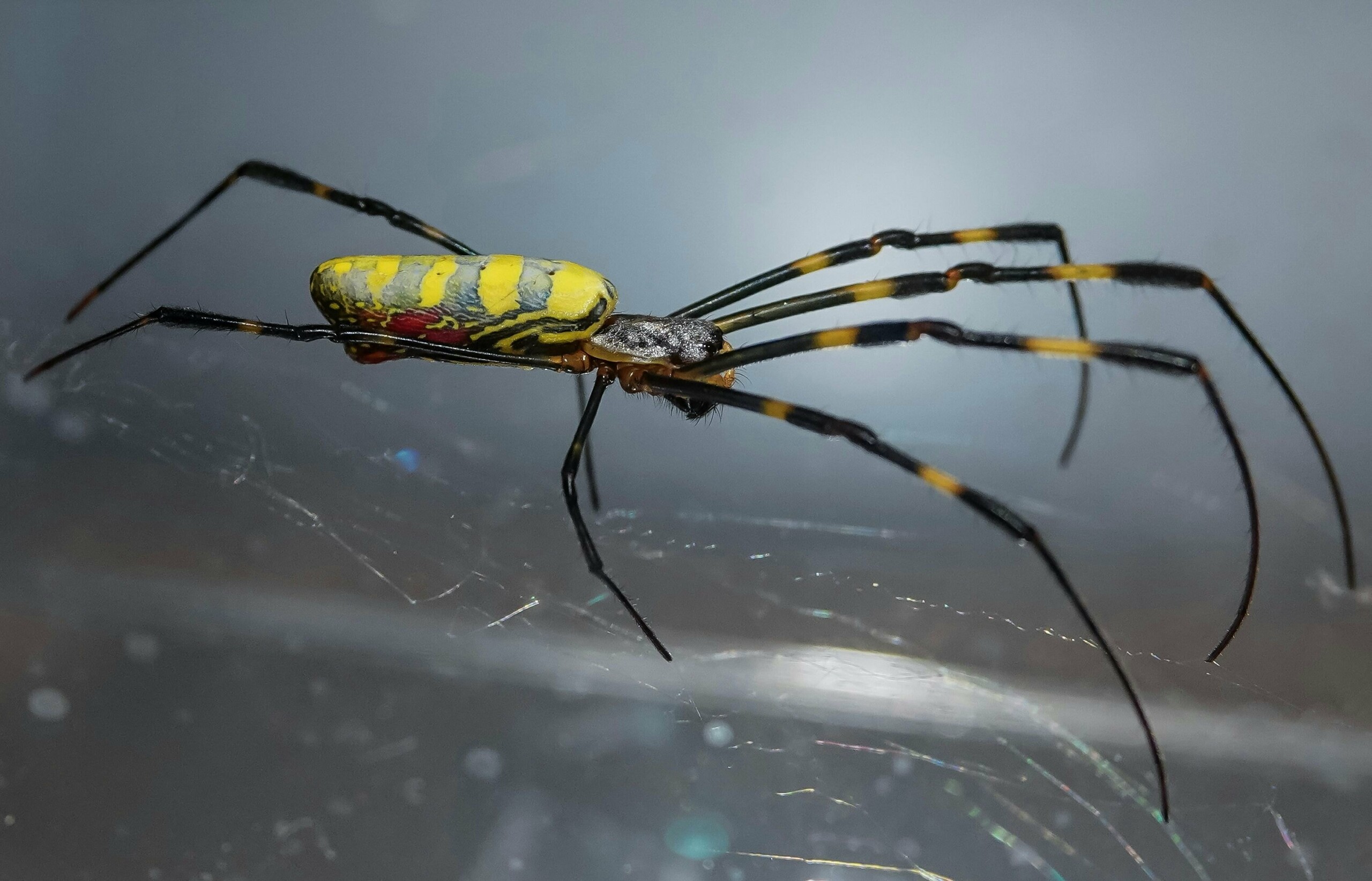 Yes, Giant Spiders Are Invading The East Coast. No, You Don