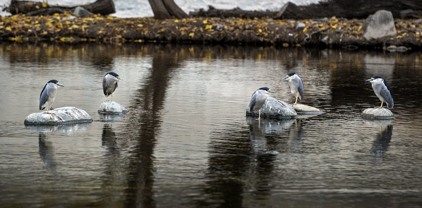 Cities Contain Pockets Of Nature – These Species Are Most Tolerant Of Urbanization