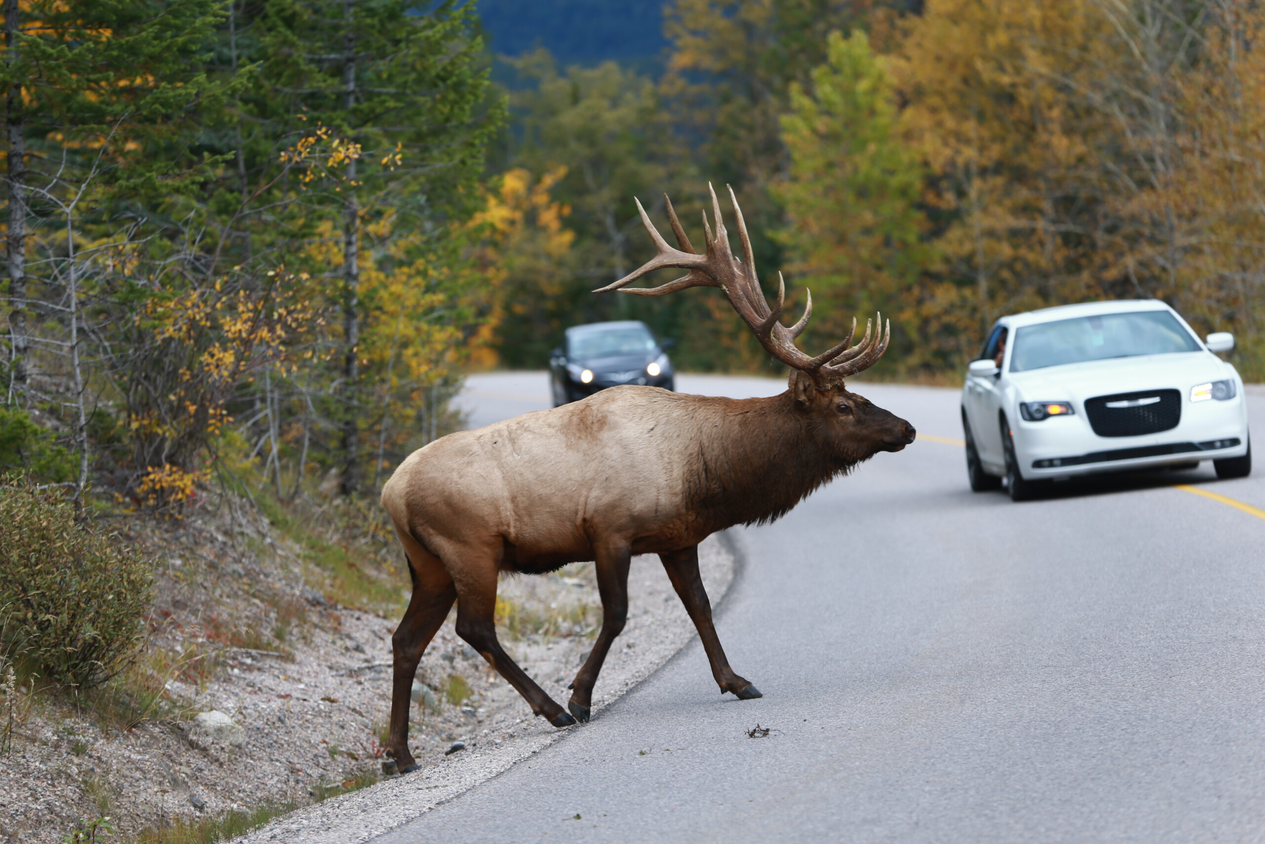 Organizations Work to Reduce Animal Deaths With Relegated Passageways