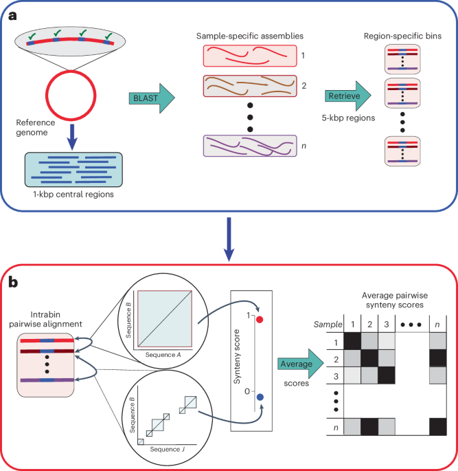 Tracking gene order provides a new perspective on intraspecific evolution in microbiotas