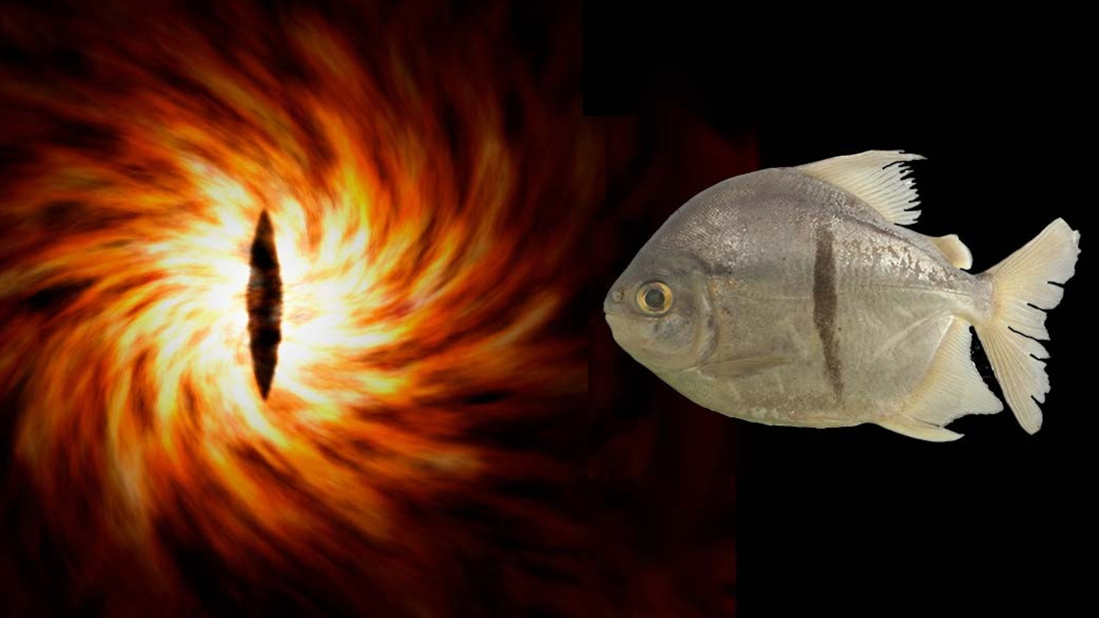 New piranha-like fish with ‘human teeth’ and Eye of Sauron marking found deep within the Amazon