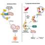 Interdisciplinary team maps role of P. gingivalis in drug resistance