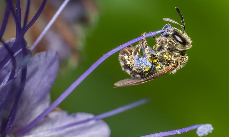 This Bee Is Thriving