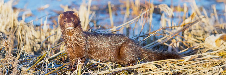 A Mink Tale