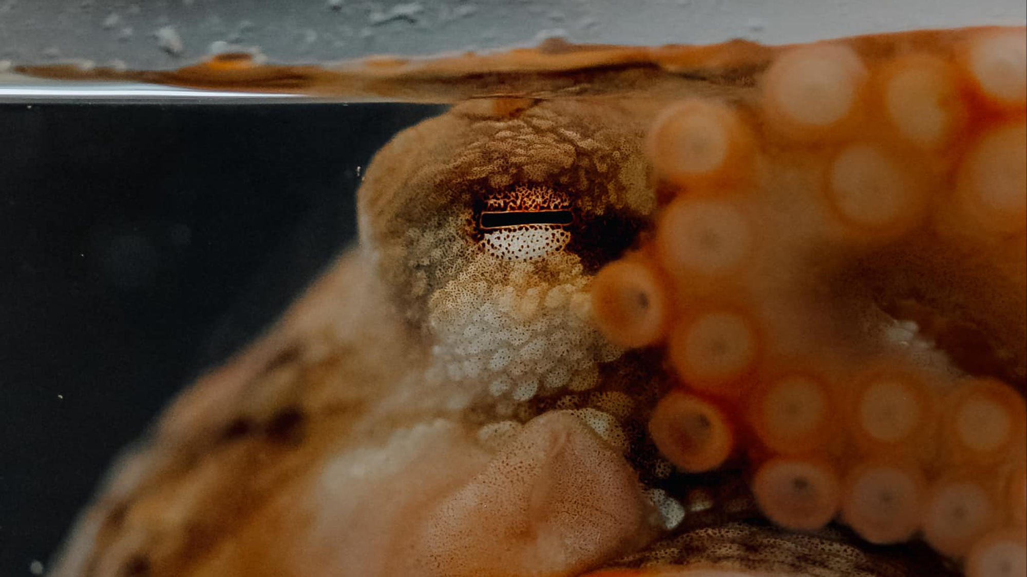 For octopuses, changing colors is hard work