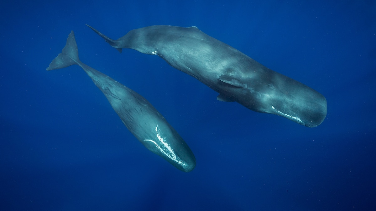 To some whales, a plastic bag may ‘sound’ just like dinner. Here’s why